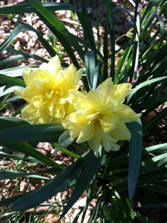 A new daffodil species?